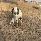 عند بيشية تحتها 2