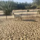 نعجه مكحله