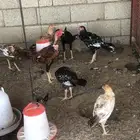 السلام عليكم نعرض لكم ديوك اكستاني