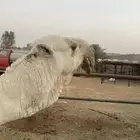 بعير فحل