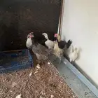 خمس دجاج واحدديك وعلى السوم