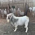 تيوس قزميه ثنيان