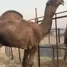 قعود مزيون للبيع