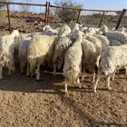 غنم مقنوي مراح