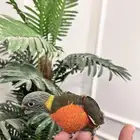 فرخ لوري زيتوني غر الليف