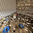 دجاج وديوك للبيع