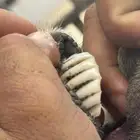 كبش فرير بلدي فحل