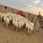 بهم تربية