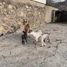 معزا للبيع الموقع ثريبان العرضيات الجنوبيه