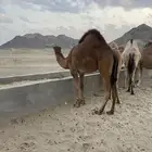 قعود ساحلي اصل ادهم مشروع فحل