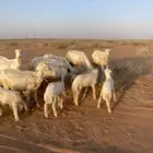 ثنوات متابيع