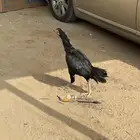 دجاجه شامو الماني ماشاءالله تبارك الله السعر 275