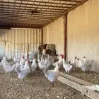 دجاج فيومي المنيوم بياض