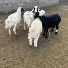 أغنام للبيع