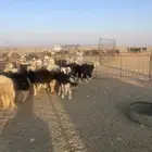 بهم نجد (( تم البيع ))