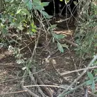 جراء للتبني