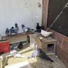 حمام بلدي وباكستاني ولاحم