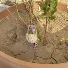 فرخ كنيور مع جميع ملحقاته