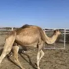 ابل قصب للبيع