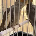 زوج كروان للبيع