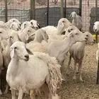 ضان ( تم البيع )