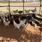 ديوك فرنسي لوهمان بيور