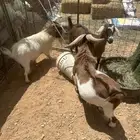 تيوس وعنز قزميه