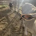 خبيش حسايل سمان نظيفه على الشرط أعمارها فوق السنه