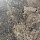 سماد غنم مجانا