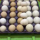 بيض رومي وباكستاني