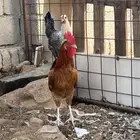دجاج بلدي