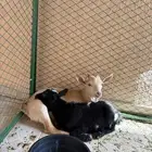 ماعز قزم ذكر و انثى