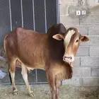 ثور فحل مطلع الثنيه