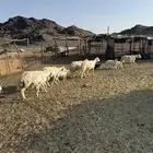 للبيع ضان ولد حبص