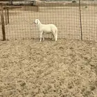 سواكني مشروع فحل ابرص