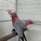 مطلوب ذكر كوكاتو قالا حق انتاج