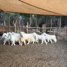 معزا عوارض بيض صنف