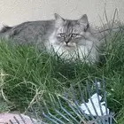 القطط اناث كلهم بدون شروط فقط مخافه الله فيهم وعدم رميهم