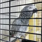 ببغاء كاسكو