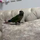 كنيور للبيع