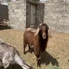 تيس فحل مشروط