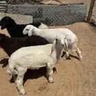 بهم فاخر