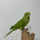دره مفطوم