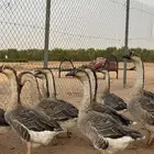 وز عراقي بياض