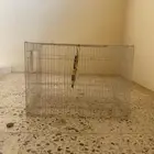 شبك طيور ب50 او اكثر لا يجيني الا الصامل