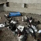 دجاج فيومي ( بياض )