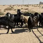 معزا عوارض