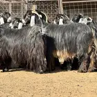 ماعز عوارض صنف الصنف تبارك الرحمن