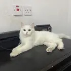 قطه شيرازيه لتبني