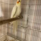 انثى كروان لاتينو منتجه تم البيع